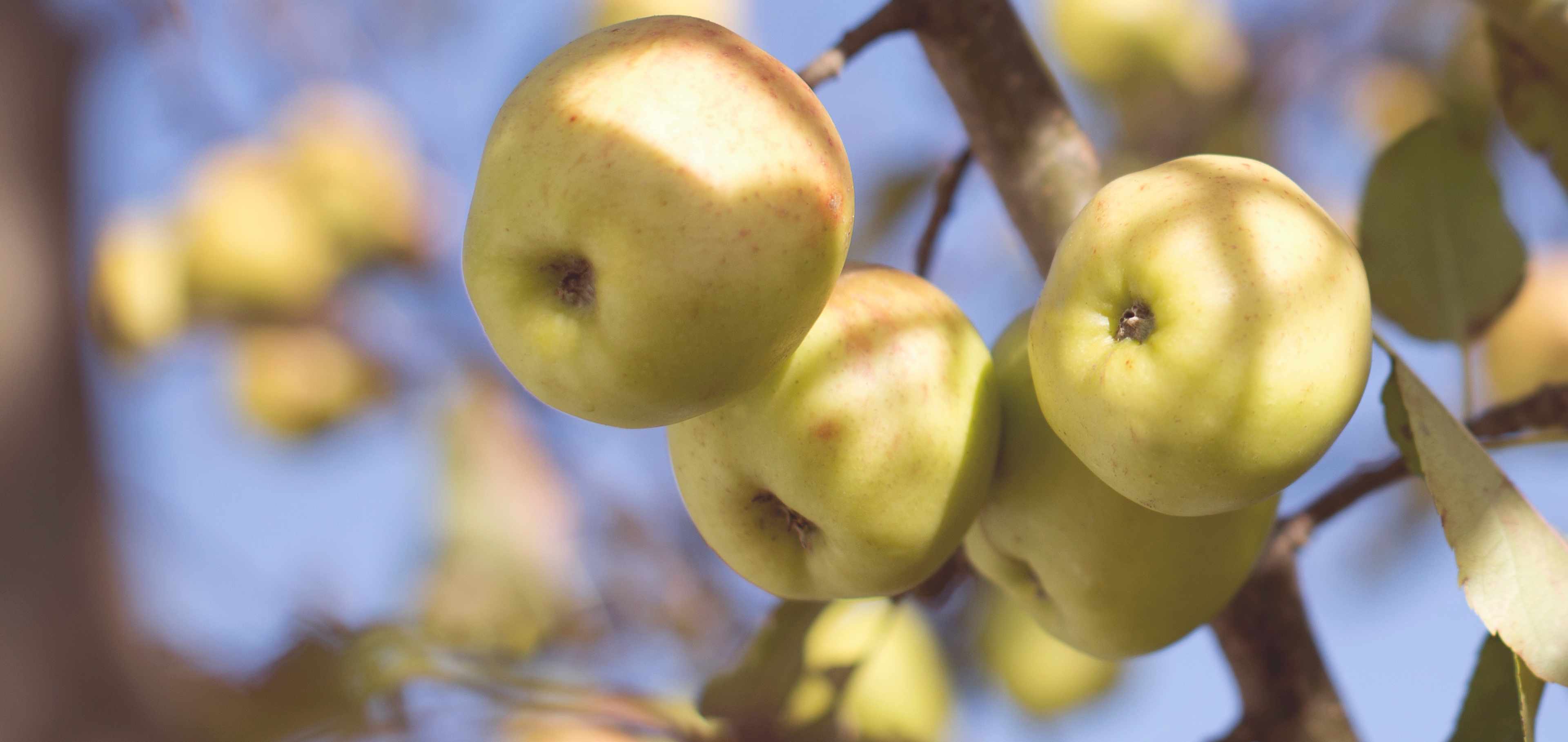 The Best Places To Go Apple Picking This Fall